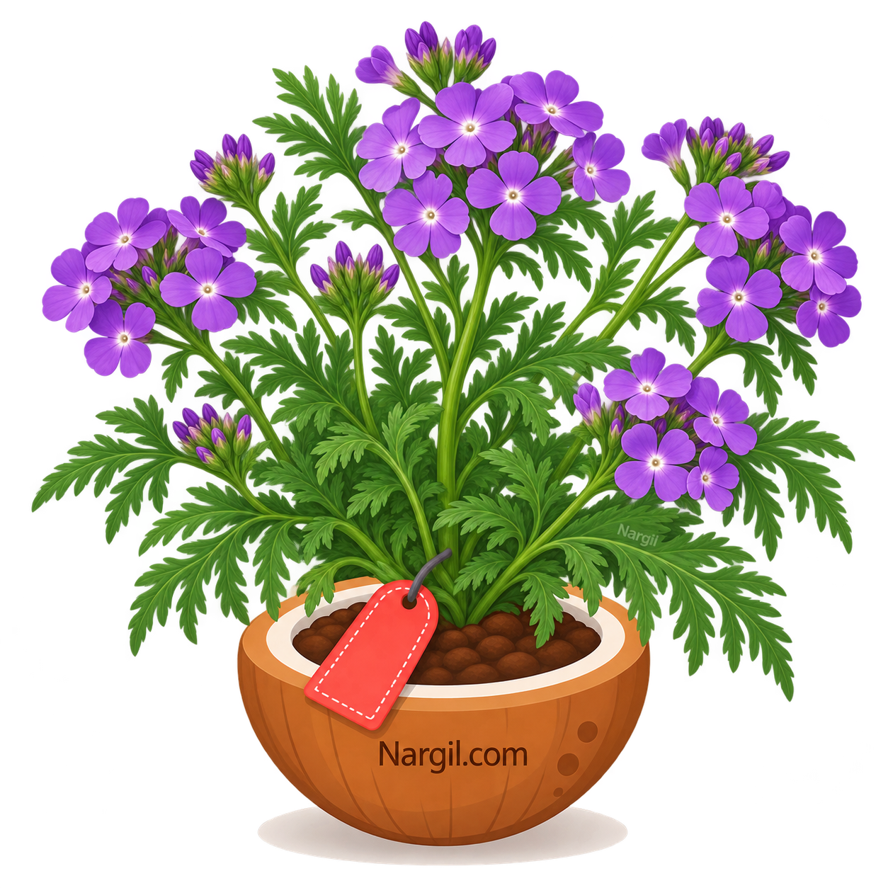 Nargil_Verbena Bipinnatifida